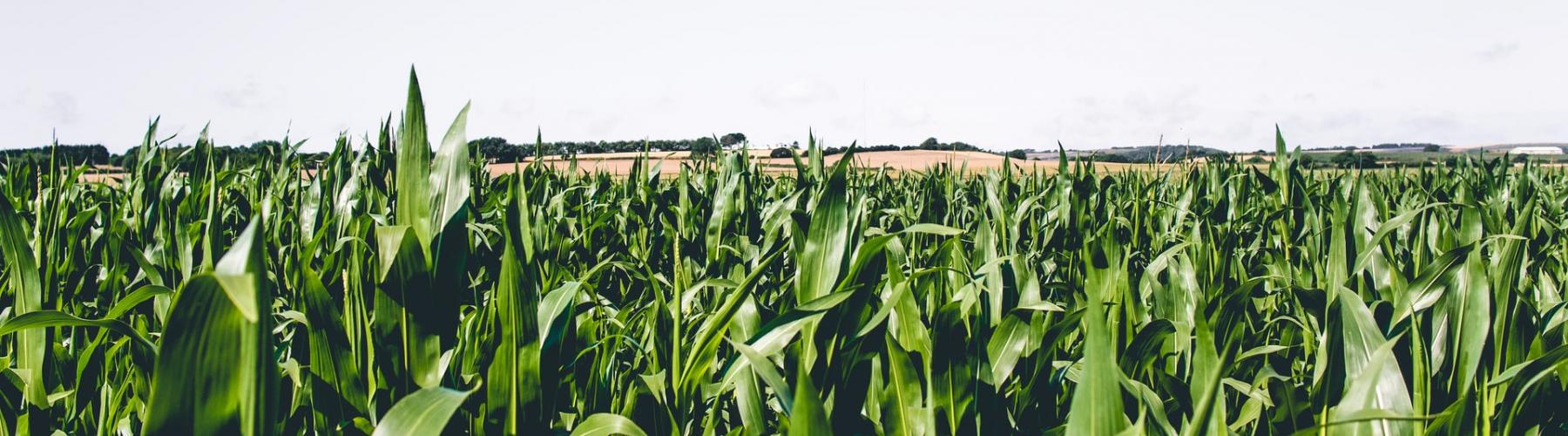 Corn field